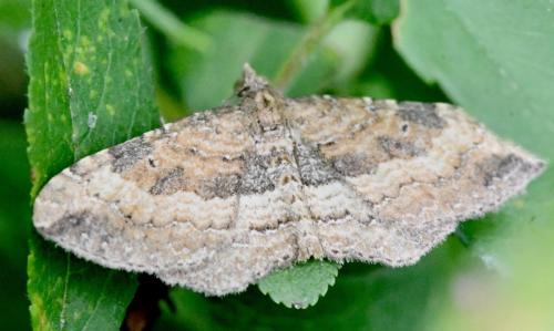 Nycterosea obstipata